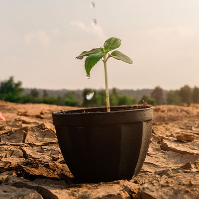 donation-preview-reforestations